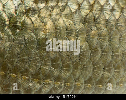 Macro di un comune scarafaggio pelle, Rutilus rutilus, isolato su bianco Foto Stock