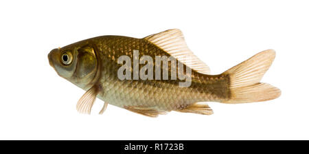 Carassi nuoto, Carassius carassius, isolato su bianco Foto Stock