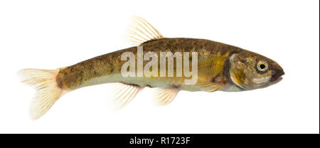 Vista laterale di un Eurasian minnow, Phoxinus phoxinus, isolato su bianco Foto Stock