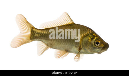 Carassi nuoto, Carassius carassius, isolato su bianco Foto Stock