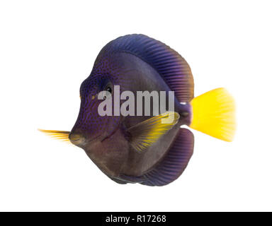 Viola tang, Zebrasoma xanthurum, isolato su bianco Foto Stock