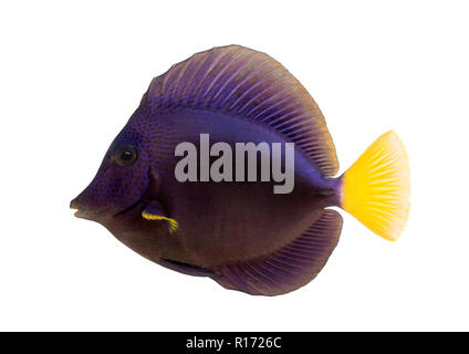 Vista laterale di un viola tang, Zebrasoma xanthurum, isolato su bianco Foto Stock