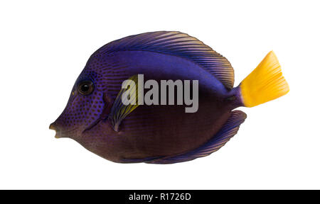Vista laterale di un viola tang, Zebrasoma xanthurum, isolato su bianco Foto Stock