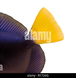 Close-up di un codolo viola la pinna caudale, Zebrasoma xanthurum, isolato su bianco Foto Stock