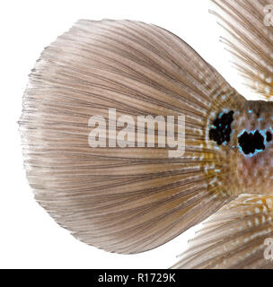 Close-up di una leggenda vivente della pinna caudale, Flowerhorn cichlid, isolato su bianco Foto Stock