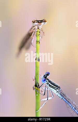 Blue featherleg, chiamato anche bianco-zampe, damselfly Platycnemis pennipes Foto Stock