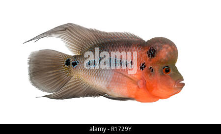 Vista laterale di una Leggenda Vivente, Flowerhorn cichlid, isolato su bianco Foto Stock