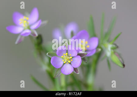 Sale sandspurry, Spergularia marina, chiamato anche mare minore-spurrey Foto Stock