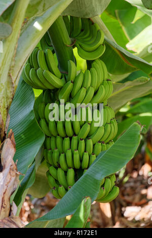Mazzetto di acerbi banane verdi appeso a un albero. Foto viene scattata sull' isola di Madeira, Portogallo Foto Stock