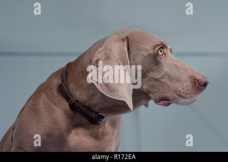 Close up di un Weimaraner grigio guardando molto triste occhi che guardano lontano Foto Stock