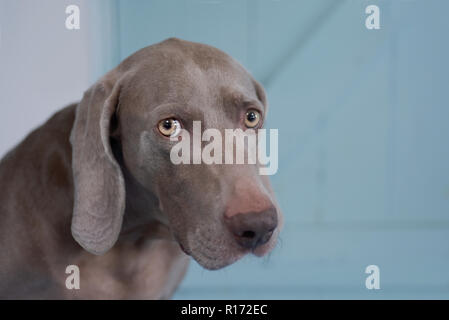 Close up di un Weimaraner grigio guardando molto triste occhi direttamente alla fotocamera Foto Stock