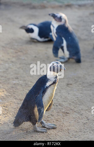 Close-up di tre prigionieri pinguini Humboldt (Spheniscus Humboldti) in piedi a camminare sulla sabbia sideway e recante in Bury Zoo Norfolk Foto Stock