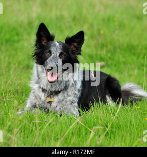 collie di bordo Foto Stock