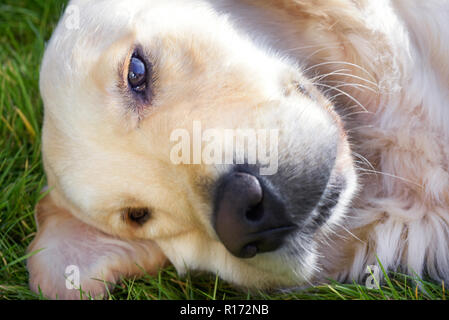 Close up profilo di un cane Foto Stock