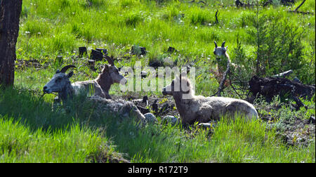 Invermere le pecore di montagna. Foto Stock