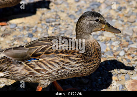 Anatre sul percorso attraverso un parco Foto Stock