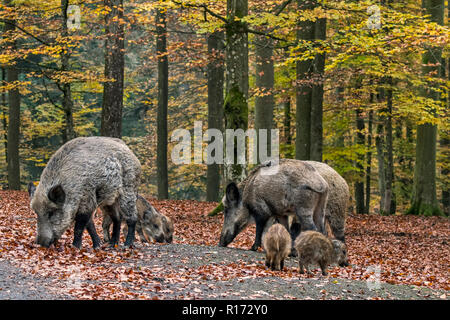 Il cinghiale (Sus scrofa) sirena con suinetti rovistando nella foresta di autunno scavando con il muso nella figliata di foglia in cerca per dadi di faggio nelle Ardenne Foto Stock