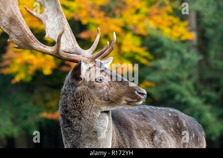 Close up ritratto di daini (Dama Dama) buck / maschio con grandi corna di cervo nella foresta di autunno Foto Stock