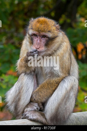 Barbary macaque / Barberia ape / magot (Macaca sylvanus) nativi dell'Atlante di Algeria, Marocco e Gibilterra Foto Stock