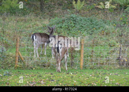 Giovani cervi sika in piedi in un gruppo in una radura vicino al recinto di stock e posti di legno La Doward South Herefordshire England Regno Unito Foto Stock