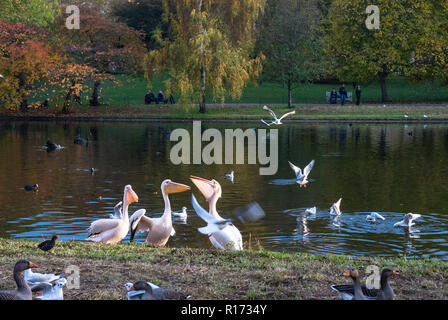 La storica St James Park nel pomeriggio di sole con colori autunnali e tre pellicani mostra le loro tasche di gola dal lago. Foto Stock