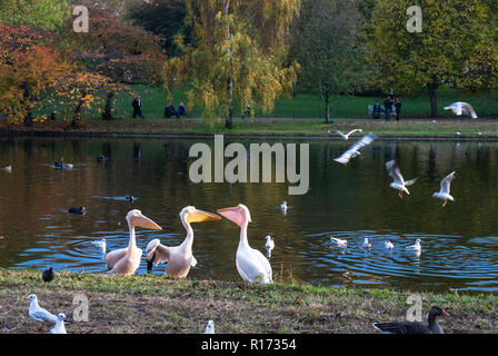 La storica St James Park nel pomeriggio di sole con colori autunnali e tre pellicani mostra le loro tasche di gola dal lago. Foto Stock