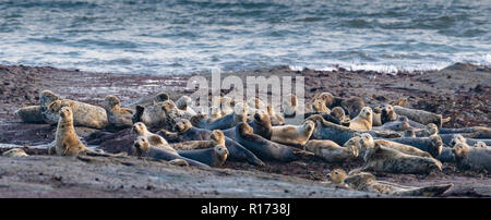 Colonia di foche grigie (Halichoerus grypus) sulle rocce Foto Stock