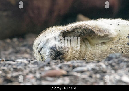 Assonnato guarnizione grigio Pup (Halichoerus grypus) Foto Stock