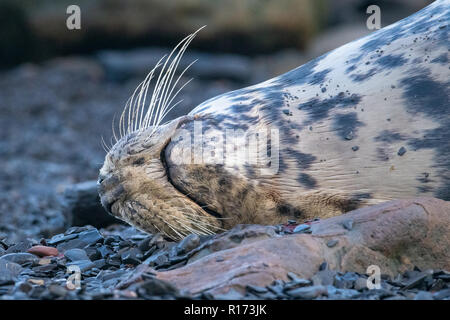 Guarnizione grigio (Halichoerus grypus) Close-Up baffi Foto Stock