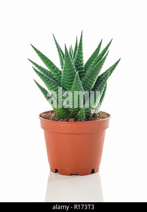 Vasi di aloe, isolato su sfondo bianco. Foto Stock