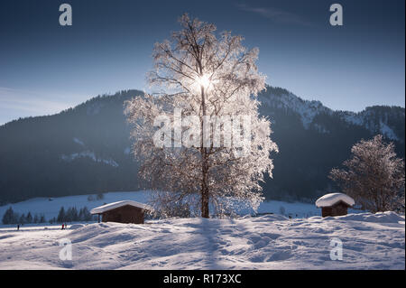 Una perfetta giornata invernale. Alberi innevati in inverno con raggi di sole dietro i rami, Weissensee, Carinzia, Austria Foto Stock