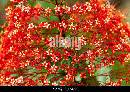 Pagoda rossa, Clerodendrum Paniculatum è un bellissimo a base di erbe mediche fiore in Cina Foto Stock