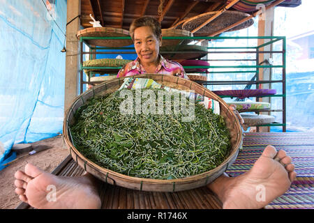 Thai contadina che mostra silkworm bruchi di alimentazione di bestiame su gelso foglie, Khon Kaen,Thailandia Foto Stock
