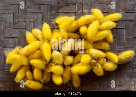 Mazzetto di orange bozzoli di bachi da seta in una fattoria Thai. Foto Stock