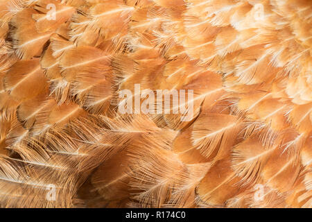 Sfondo astratto di piume di gallina dettaglio Foto Stock