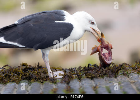 Seagull mangiare una testa di pesce sulla spiaggia rocciosa Foto Stock