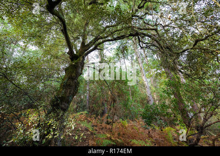 Querceto sempreverde in un clima temperato moorland forest Foto Stock