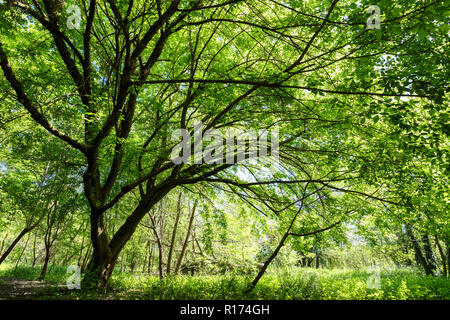 Albero di acero a molla in un clima temperato park Foto Stock