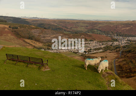Gli ovini si riuniranno presso il Bwlch y Clawdd mountain pass vicino Treorchy in Rhondda Valli, South Wales, Regno Unito. Foto Stock