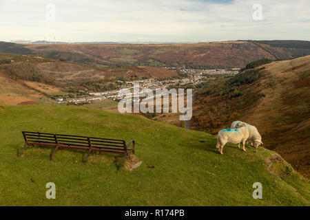 Gli ovini si riuniranno presso il Bwlch y Clawdd mountain pass vicino Treorchy in Rhondda Valli, South Wales, Regno Unito. Foto Stock