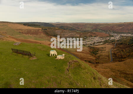 Gli ovini si riuniranno presso il Bwlch y Clawdd mountain pass vicino Treorchy in Rhondda Valli, South Wales, Regno Unito. Foto Stock