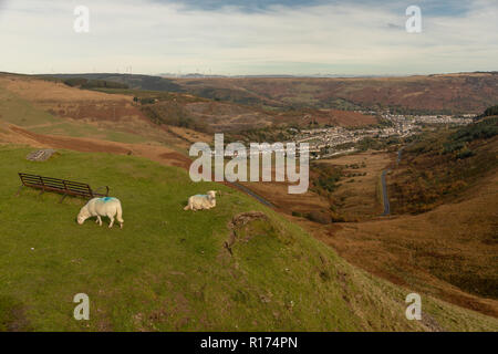 Gli ovini si riuniranno presso il Bwlch y Clawdd mountain pass vicino Treorchy in Rhondda Valli, South Wales, Regno Unito. Foto Stock