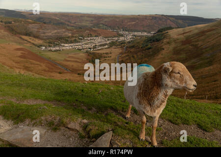 Gli ovini si riuniranno presso il Bwlch y Clawdd mountain pass vicino Treorchy in Rhondda Valli, South Wales, Regno Unito. Foto Stock