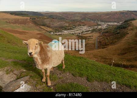 Gli ovini si riuniranno presso il Bwlch y Clawdd mountain pass vicino Treorchy in Rhondda Valli, South Wales, Regno Unito. Foto Stock