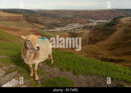 Gli ovini si riuniranno presso il Bwlch y Clawdd mountain pass vicino Treorchy in Rhondda Valli, South Wales, Regno Unito. Foto Stock