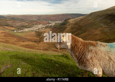 Gli ovini si riuniranno presso il Bwlch y Clawdd mountain pass vicino Treorchy in Rhondda Valli, South Wales, Regno Unito. Foto Stock