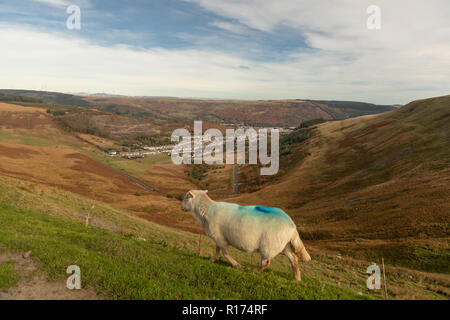 Gli ovini si riuniranno presso il Bwlch y Clawdd mountain pass vicino Treorchy in Rhondda Valli, South Wales, Regno Unito. Foto Stock