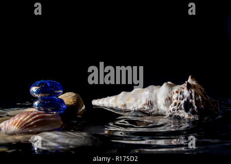 Conchiglie in acqua con la riflessione e con le gocce in caduta su uno sfondo nero Foto Stock