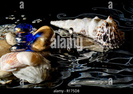 Conchiglie in acqua con la riflessione e con le gocce in caduta su uno sfondo nero Foto Stock