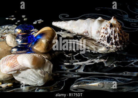 Conchiglie in acqua con la riflessione e con le gocce in caduta su uno sfondo nero Foto Stock